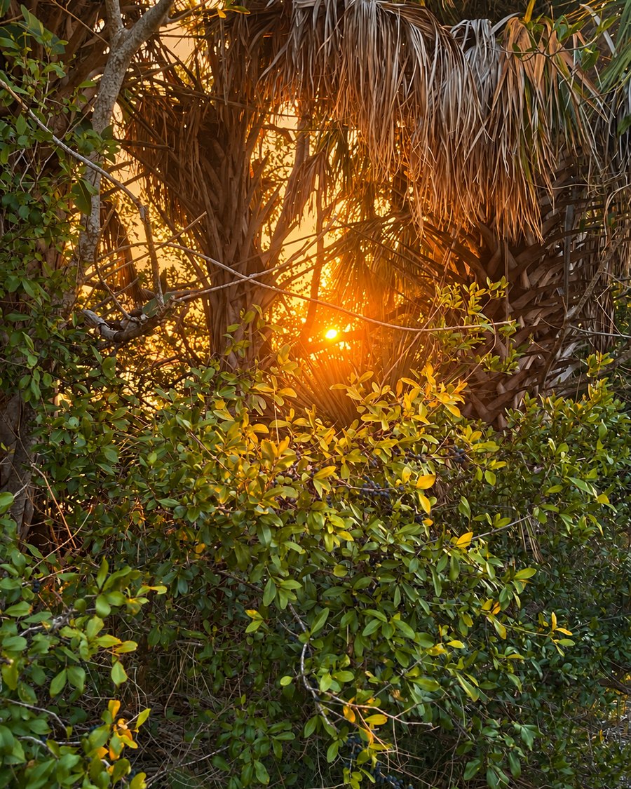 The setting sun glowing gold through palm fronds and green leaves